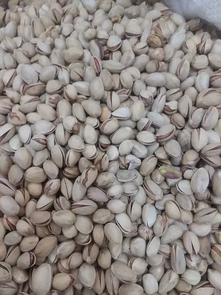 پسته فندقی ریز