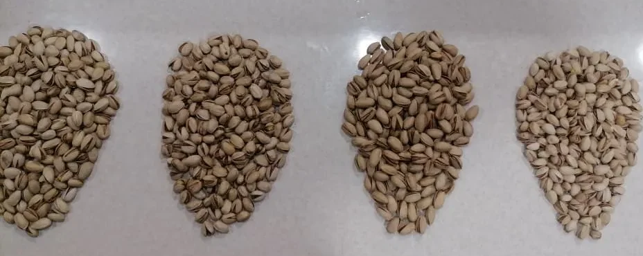 عکس انواع پسته سیرجان